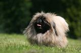 PEKINOIS 253